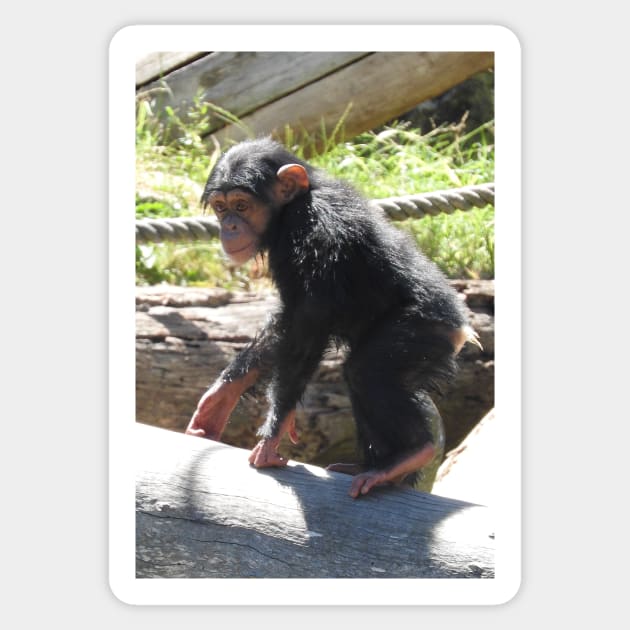 Baby Chimpanzee Sticker by kirstybush